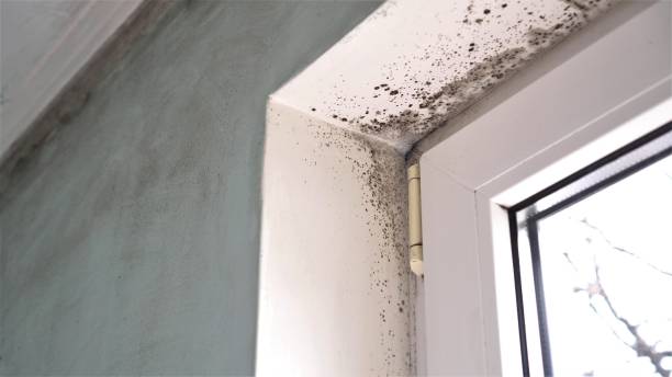 Best Attic Mold Removal  in White Oak, OH
