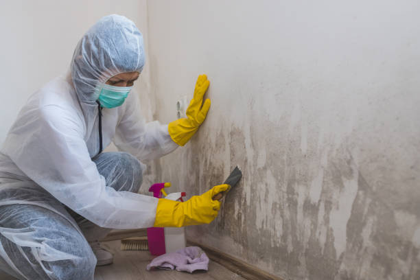 Best Certified Mold Removal  in White Oak, OH