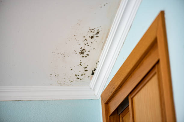 Best Home Mold Removal  in White Oak, OH