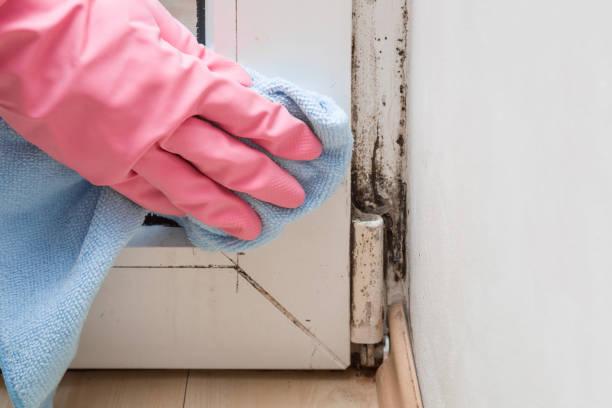 Home Mold Removal in White Oak, OH