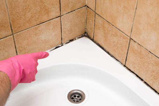 Best Local Mold Removal Service  in White Oak, OH
